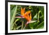 Colorful of Bird of Paradise Flower Blossom in Botanic Garden-ntdanai-Framed Photographic Print