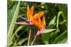 Colorful of Bird of Paradise Flower Blossom in Botanic Garden-ntdanai-Mounted Photographic Print