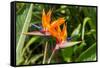 Colorful of Bird of Paradise Flower Blossom in Botanic Garden-ntdanai-Framed Stretched Canvas