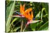 Colorful of Bird of Paradise Flower Blossom in Botanic Garden-ntdanai-Stretched Canvas