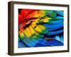 Colorful of Scarlet Macaw Bird's Feathers with Red Yellow Orange and Blue Shades, Exotic Nature Bac-Super Prin-Framed Photographic Print