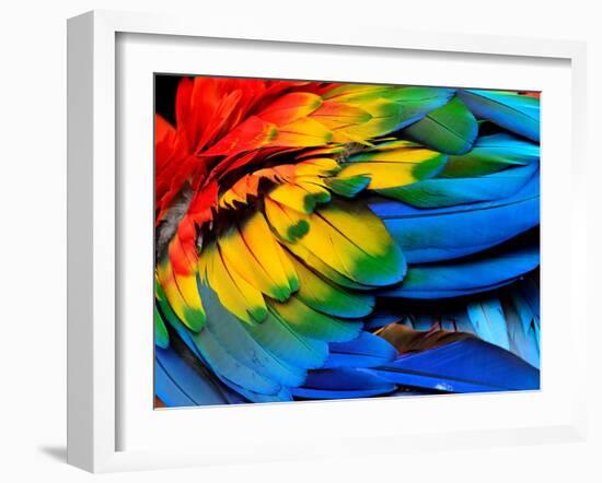 Colorful of Scarlet Macaw Bird's Feathers with Red Yellow Orange and Blue Shades, Exotic Nature Bac-Super Prin-Framed Photographic Print