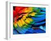 Colorful of Scarlet Macaw Bird's Feathers with Red Yellow Orange and Blue Shades, Exotic Nature Bac-Super Prin-Framed Photographic Print