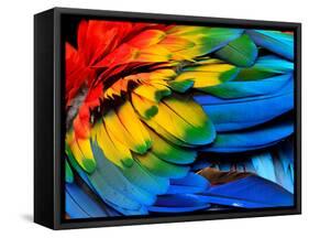 Colorful of Scarlet Macaw Bird's Feathers with Red Yellow Orange and Blue Shades, Exotic Nature Bac-Super Prin-Framed Stretched Canvas