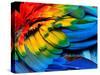 Colorful of Scarlet Macaw Bird's Feathers with Red Yellow Orange and Blue Shades, Exotic Nature Bac-Super Prin-Stretched Canvas