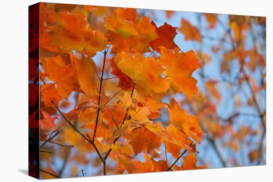 Colorful Orange Fall Maple Tree Leaves, Quebec City, Quebec, Canada-Cindy Miller Hopkins-Stretched Canvas