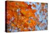 Colorful Orange Fall Maple Tree Leaves, Quebec City, Quebec, Canada-Cindy Miller Hopkins-Stretched Canvas