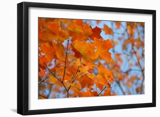 Colorful Orange Fall Maple Tree Leaves, Quebec City, Quebec, Canada-Cindy Miller Hopkins-Framed Photographic Print