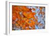 Colorful Orange Fall Maple Tree Leaves, Quebec City, Quebec, Canada-Cindy Miller Hopkins-Framed Photographic Print