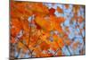 Colorful Orange Fall Maple Tree Leaves, Quebec City, Quebec, Canada-Cindy Miller Hopkins-Mounted Photographic Print