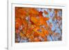 Colorful Orange Fall Maple Tree Leaves, Quebec City, Quebec, Canada-Cindy Miller Hopkins-Framed Photographic Print