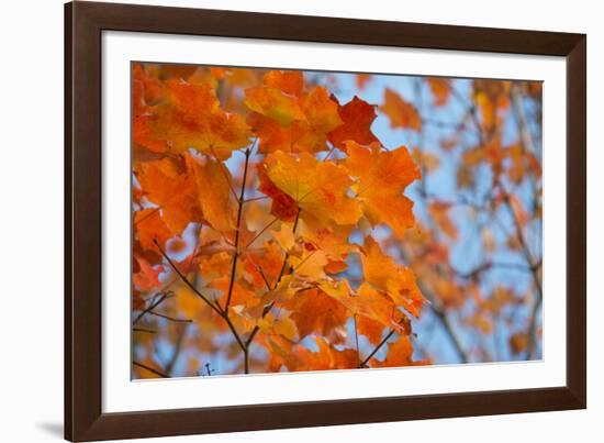 Colorful Orange Fall Maple Tree Leaves, Quebec City, Quebec, Canada-Cindy Miller Hopkins-Framed Photographic Print