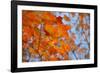 Colorful Orange Fall Maple Tree Leaves, Quebec City, Quebec, Canada-Cindy Miller Hopkins-Framed Photographic Print