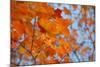 Colorful Orange Fall Maple Tree Leaves, Quebec City, Quebec, Canada-Cindy Miller Hopkins-Mounted Photographic Print