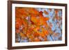 Colorful Orange Fall Maple Tree Leaves, Quebec City, Quebec, Canada-Cindy Miller Hopkins-Framed Photographic Print