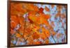 Colorful Orange Fall Maple Tree Leaves, Quebec City, Quebec, Canada-Cindy Miller Hopkins-Framed Photographic Print