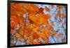 Colorful Orange Fall Maple Tree Leaves, Quebec City, Quebec, Canada-Cindy Miller Hopkins-Framed Photographic Print