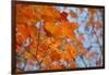 Colorful Orange Fall Maple Tree Leaves, Quebec City, Quebec, Canada-Cindy Miller Hopkins-Framed Premium Photographic Print