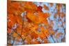 Colorful Orange Fall Maple Tree Leaves, Quebec City, Quebec, Canada-Cindy Miller Hopkins-Mounted Premium Photographic Print