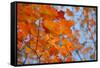 Colorful Orange Fall Maple Tree Leaves, Quebec City, Quebec, Canada-Cindy Miller Hopkins-Framed Stretched Canvas