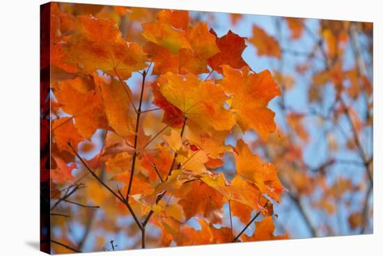 Colorful Orange Fall Maple Tree Leaves, Quebec City, Quebec, Canada-Cindy Miller Hopkins-Stretched Canvas