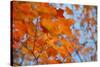 Colorful Orange Fall Maple Tree Leaves, Quebec City, Quebec, Canada-Cindy Miller Hopkins-Stretched Canvas