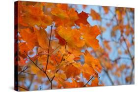 Colorful Orange Fall Maple Tree Leaves, Quebec City, Quebec, Canada-Cindy Miller Hopkins-Stretched Canvas