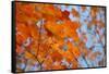 Colorful Orange Fall Maple Tree Leaves, Quebec City, Quebec, Canada-Cindy Miller Hopkins-Framed Stretched Canvas