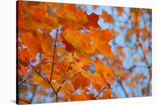 Colorful Orange Fall Maple Tree Leaves, Quebec City, Quebec, Canada-Cindy Miller Hopkins-Stretched Canvas