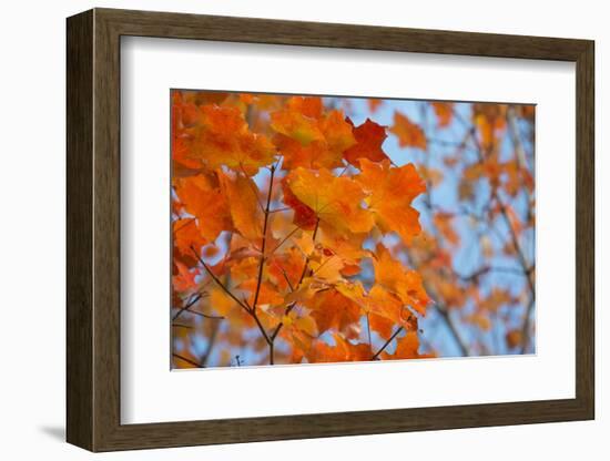 Colorful Orange Fall Maple Tree Leaves, Quebec City, Quebec, Canada-Cindy Miller Hopkins-Framed Photographic Print