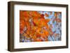 Colorful Orange Fall Maple Tree Leaves, Quebec City, Quebec, Canada-Cindy Miller Hopkins-Framed Photographic Print