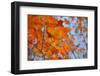 Colorful Orange Fall Maple Tree Leaves, Quebec City, Quebec, Canada-Cindy Miller Hopkins-Framed Photographic Print