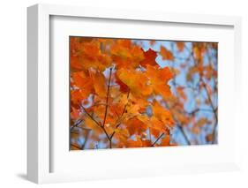 Colorful Orange Fall Maple Tree Leaves, Quebec City, Quebec, Canada-Cindy Miller Hopkins-Framed Photographic Print