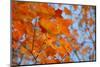 Colorful Orange Fall Maple Tree Leaves, Quebec City, Quebec, Canada-Cindy Miller Hopkins-Mounted Photographic Print