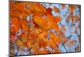 Colorful Orange Fall Maple Tree Leaves, Quebec City, Quebec, Canada-Cindy Miller Hopkins-Mounted Photographic Print