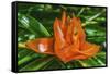 Colorful orange flower, Florida. Pandanus produces and edible fruit.-William Perry-Framed Stretched Canvas