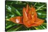 Colorful orange flower, Florida. Pandanus produces and edible fruit.-William Perry-Stretched Canvas