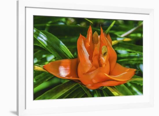 Colorful orange flower, Florida. Pandanus produces and edible fruit.-William Perry-Framed Photographic Print