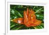 Colorful orange flower, Florida. Pandanus produces and edible fruit.-William Perry-Framed Photographic Print