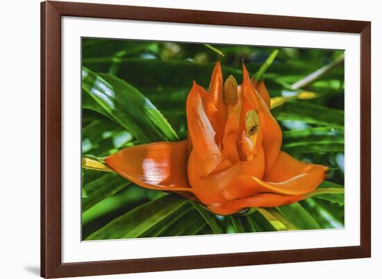 Colorful orange flower, Florida. Pandanus produces and edible fruit.-William Perry-Framed Photographic Print