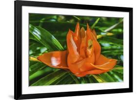 Colorful orange flower, Florida. Pandanus produces and edible fruit.-William Perry-Framed Photographic Print