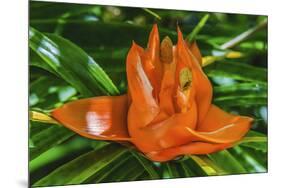 Colorful orange flower, Florida. Pandanus produces and edible fruit.-William Perry-Mounted Photographic Print