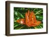 Colorful orange flower, Florida. Pandanus produces and edible fruit.-William Perry-Framed Photographic Print