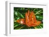 Colorful orange flower, Florida. Pandanus produces and edible fruit.-William Perry-Framed Photographic Print