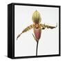 Colorful Orchid-Micha Pawlitzki-Framed Stretched Canvas