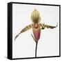 Colorful Orchid-Micha Pawlitzki-Framed Stretched Canvas