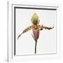 Colorful Orchid-Micha Pawlitzki-Framed Photographic Print