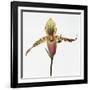 Colorful Orchid-Micha Pawlitzki-Framed Photographic Print