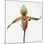 Colorful Orchid-Micha Pawlitzki-Mounted Photographic Print