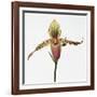 Colorful Orchid-Micha Pawlitzki-Framed Photographic Print